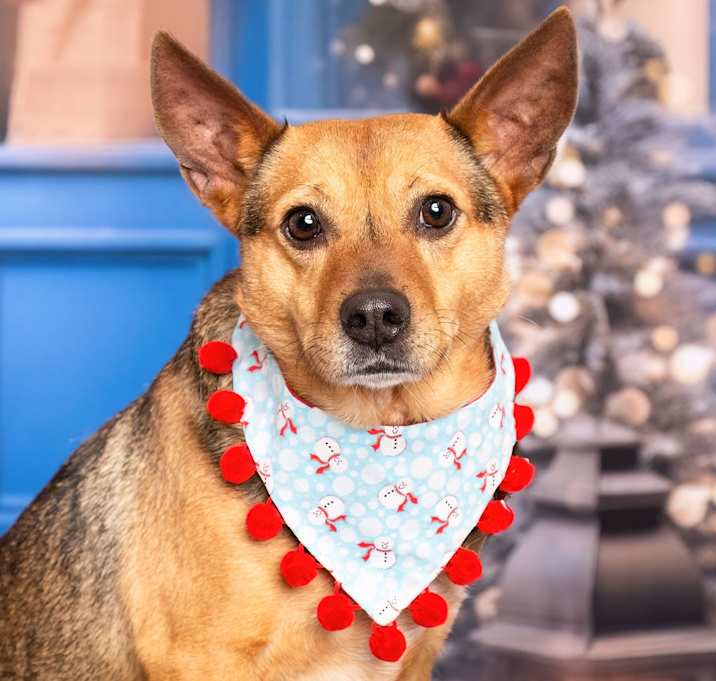 Photo of SWEET BRODY
