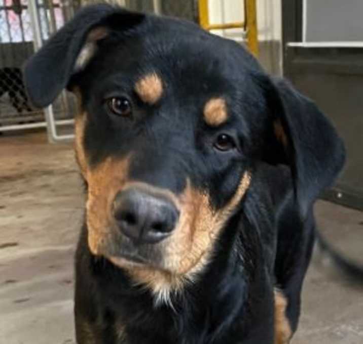 Photo of Rosie