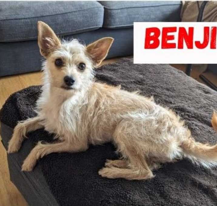 Photo of Benji