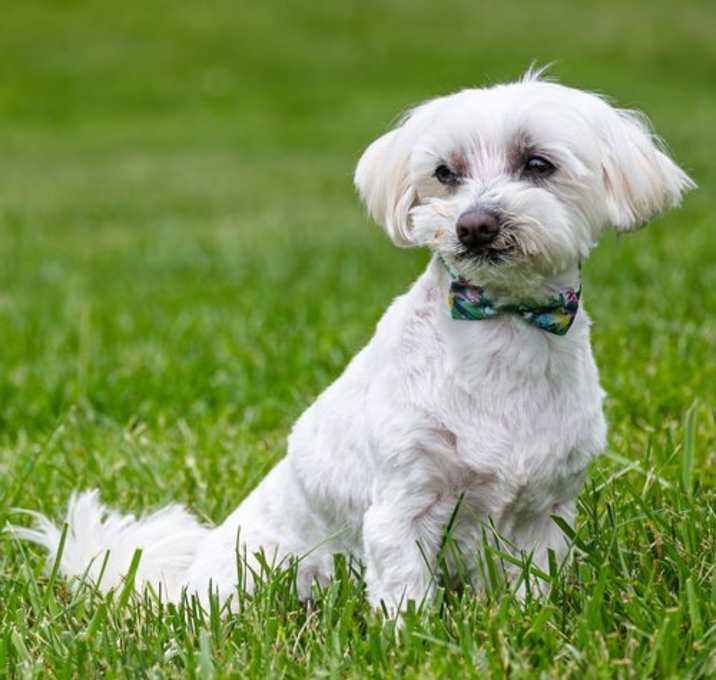 Photo of Charlie
