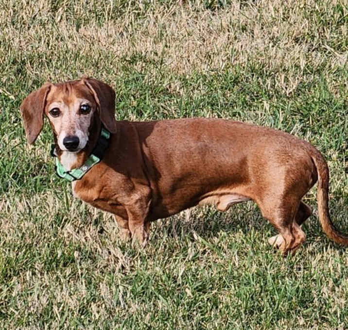 Photo of Rusty