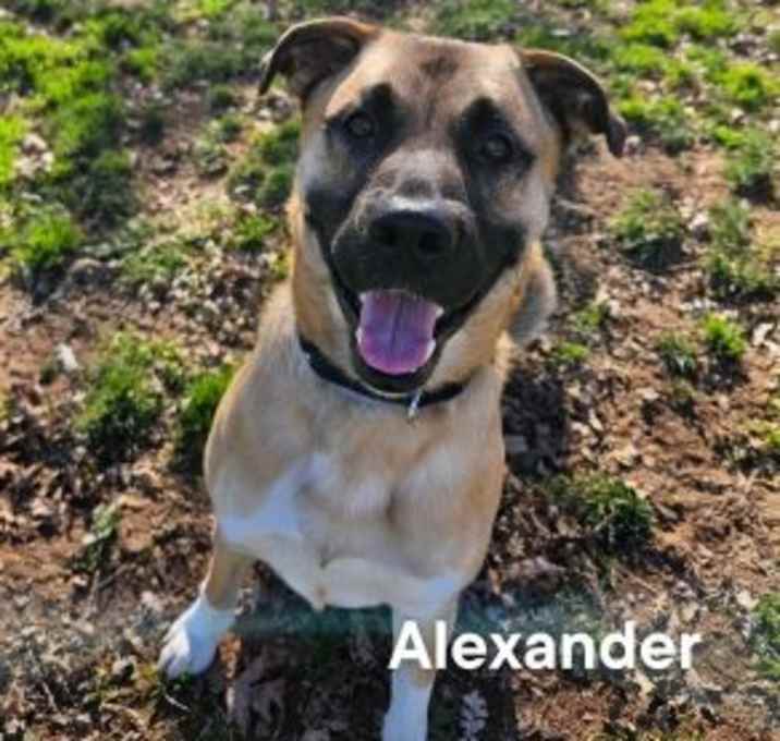 Photo of Alexander
