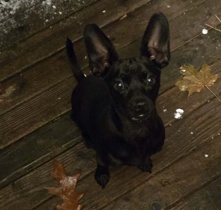 Photo of Junior