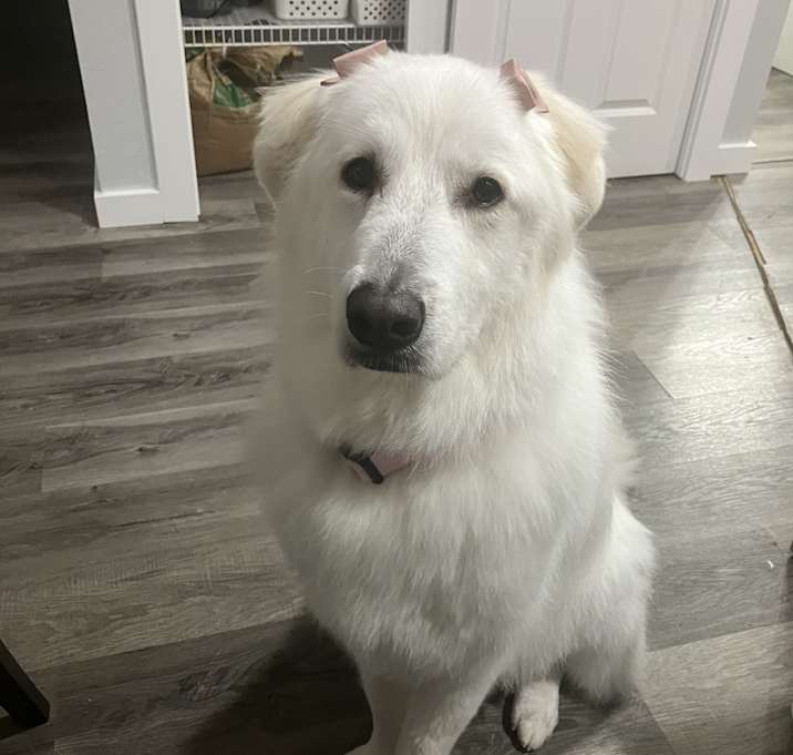 Photo of Bailey