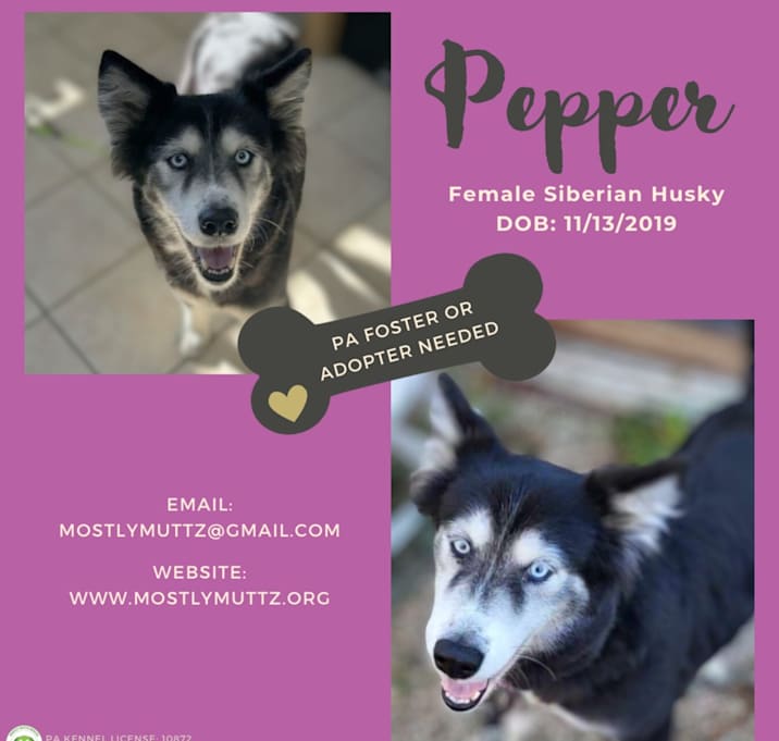 Photo of Pepper