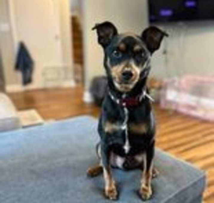 Photo of Hank