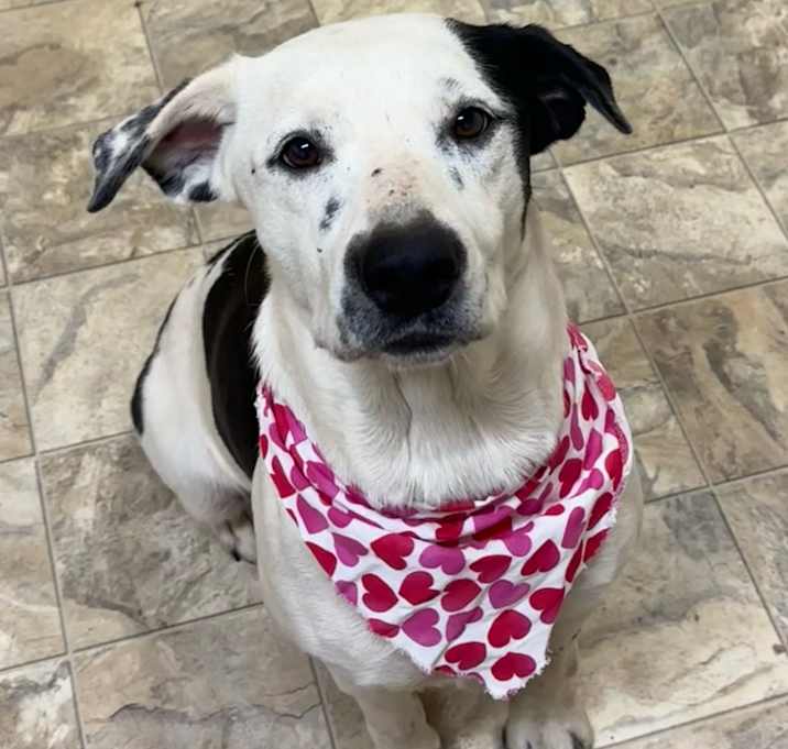 Photo of Spottie