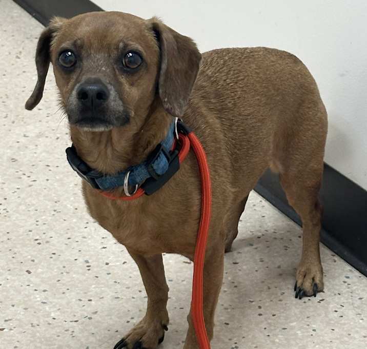 Photo of Rusty