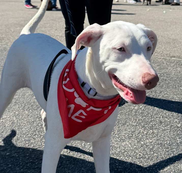 Photo of Shiloh-Sweet puppy!