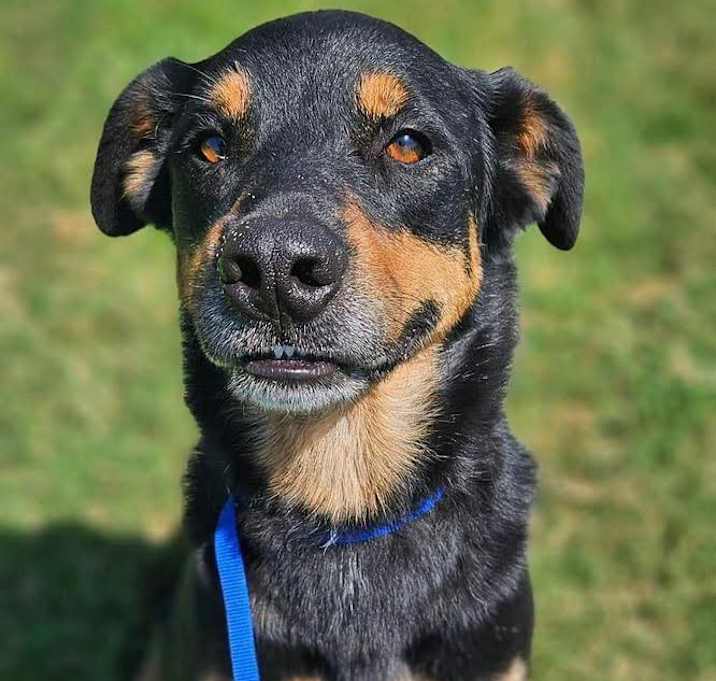 Photo of Pretzel