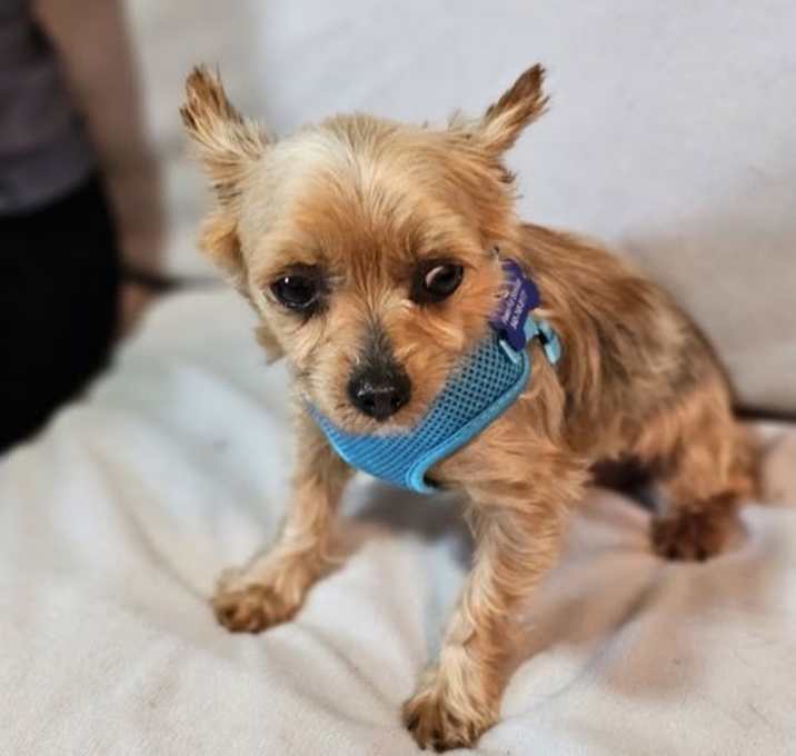 Photo of Chance