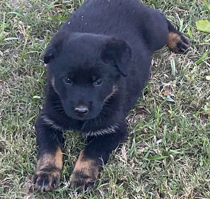 Photo of Rotti Shep Puppies