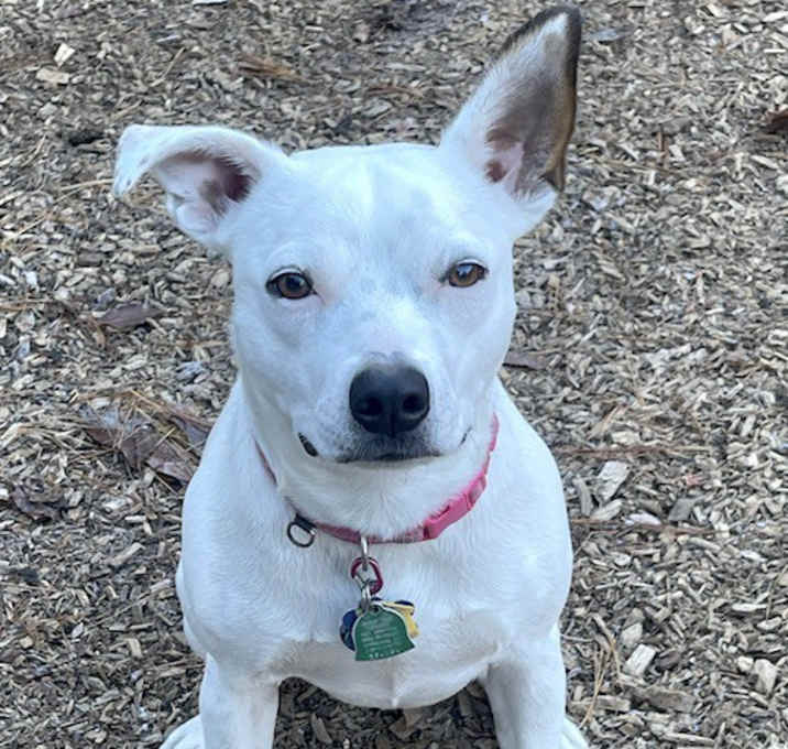 Photo of Ruby
