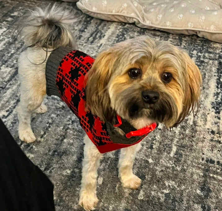 Photo of Boomer