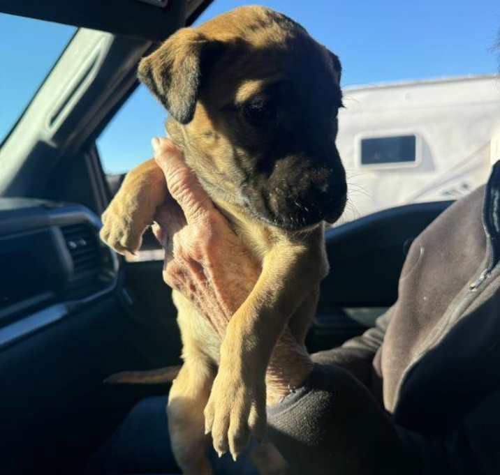 Photo of Three 5-wk Boxer Mix Pups