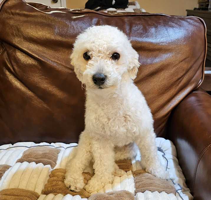 Photo of Cane