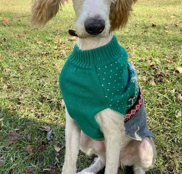 Photo of Maple #9923