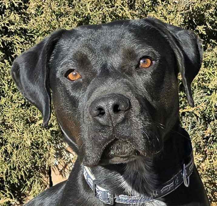 Photo of Magnificent Mr Mazer ~ Amstaff AMAZING !