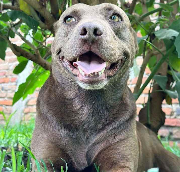 Photo of CHOCO