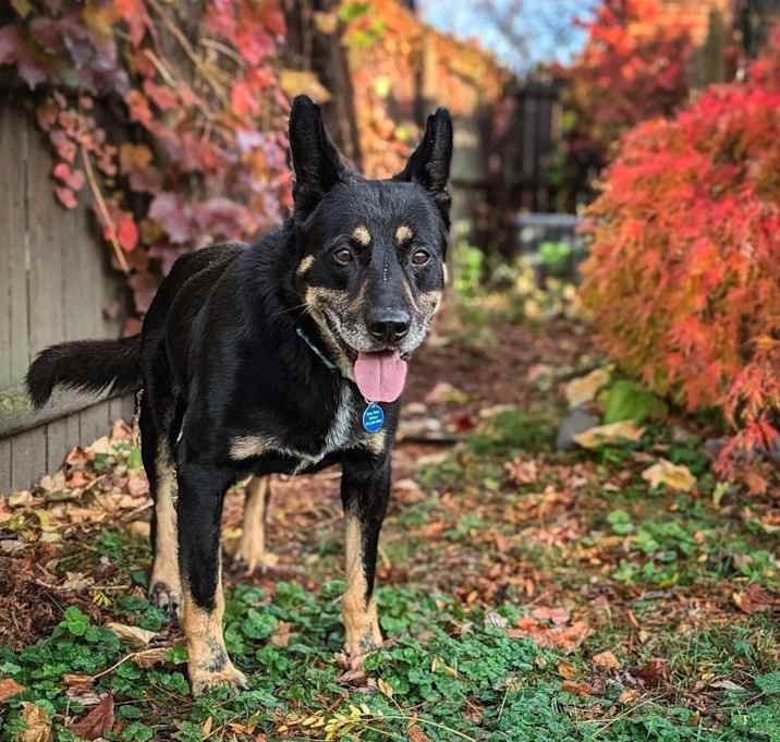 Photo of Blaze