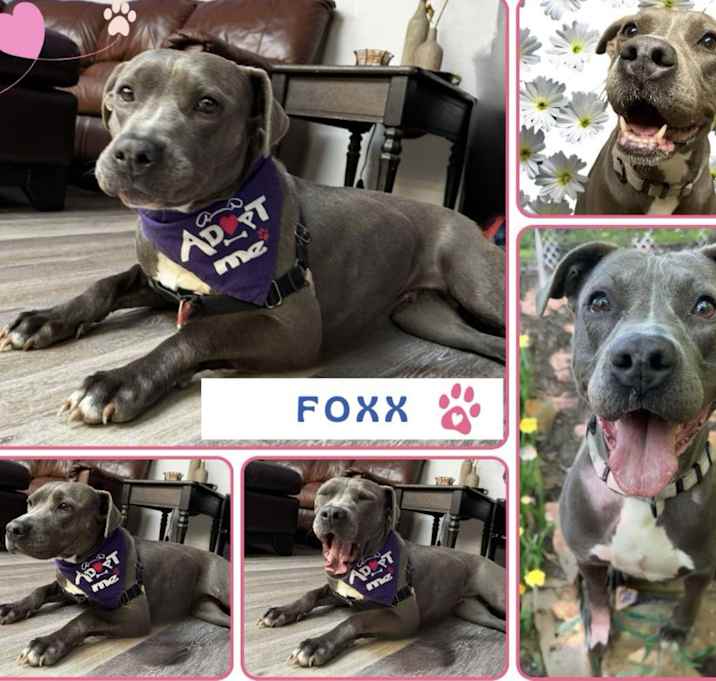 Photo of Foxx