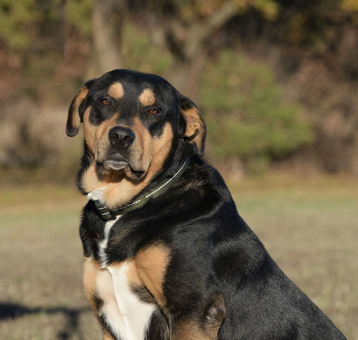 Photo of Rodi