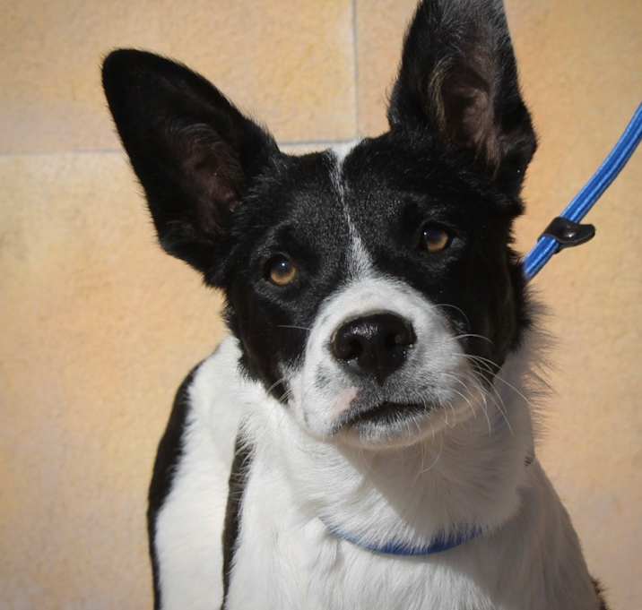 Photo of Dexter