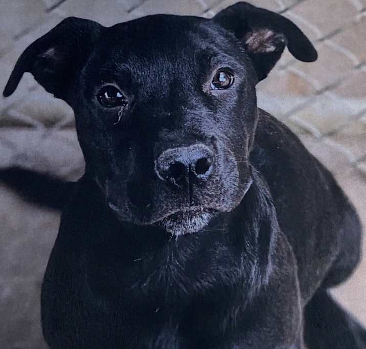 Photo of Goliath