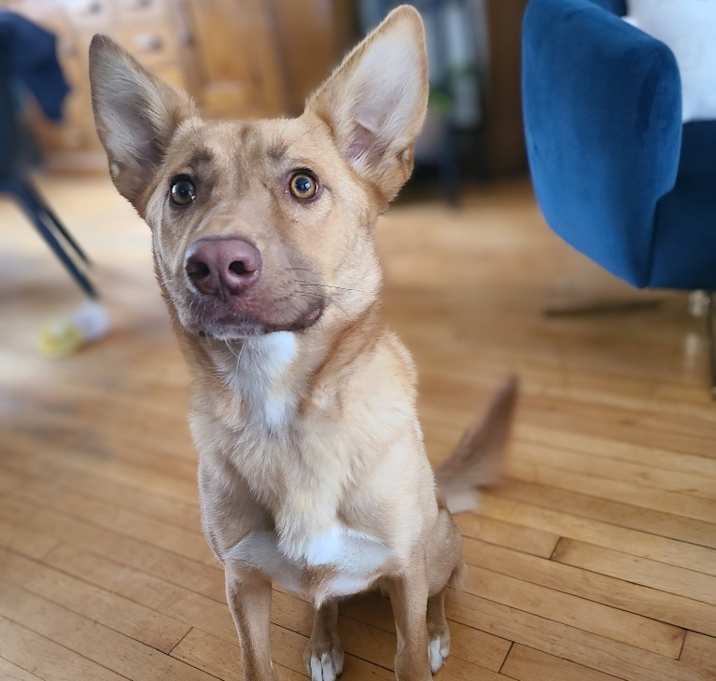 Photo of Daphne