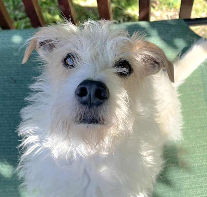 Photo of Joey the JRT
