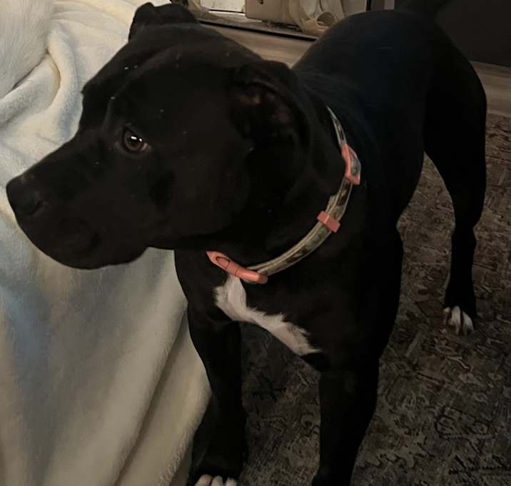 Photo of Skye