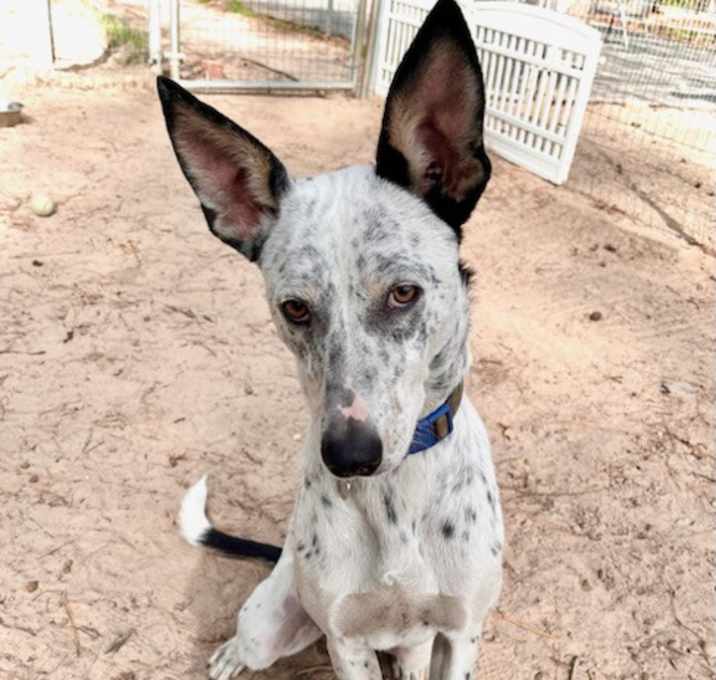 Photo of Spot