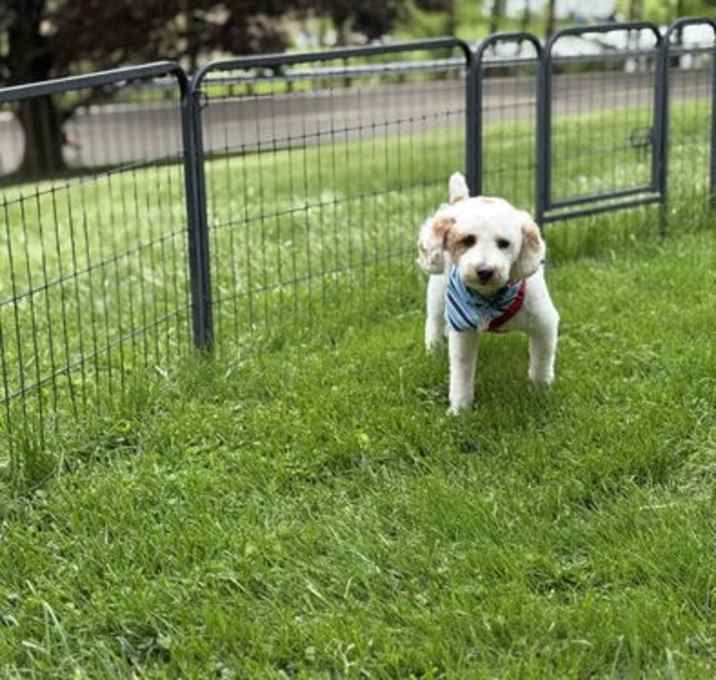 Photo of Wyatt - PM