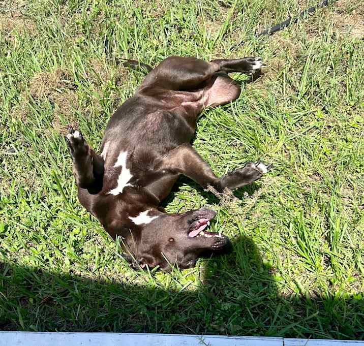 Photo of Daisy
