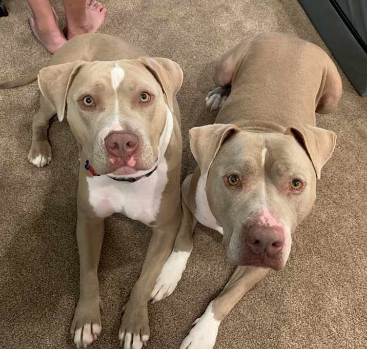 Photo of Lady & Rex