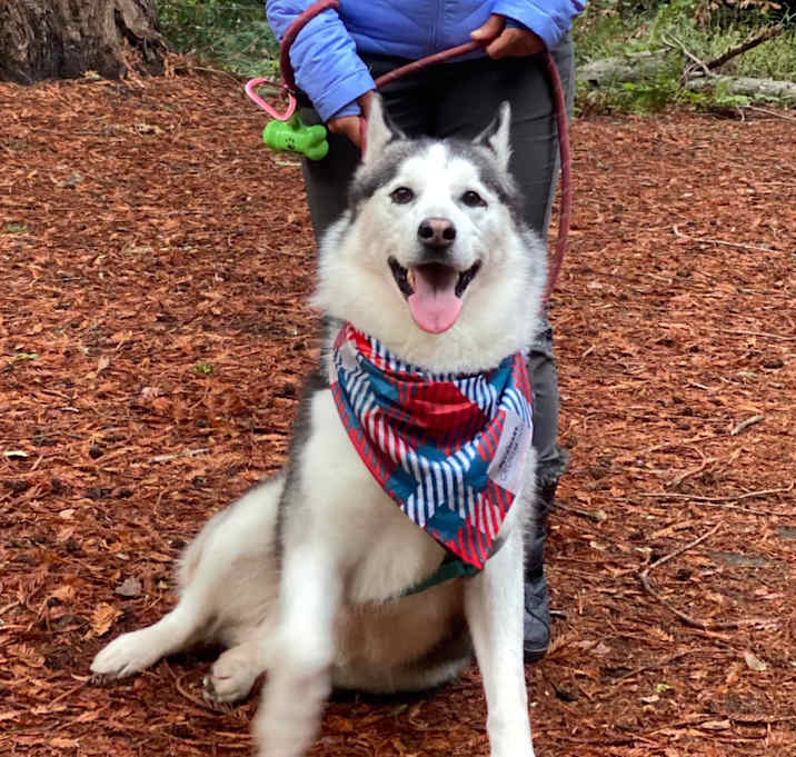 Photo of Apollo