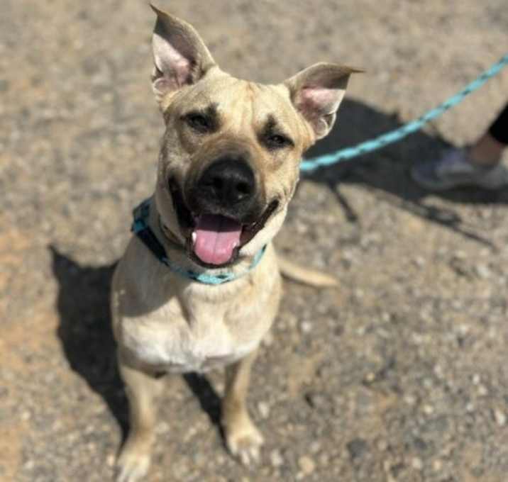 Photo of Bowser