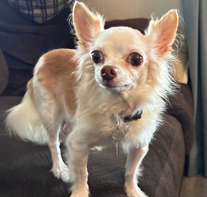Photo of Brandy
