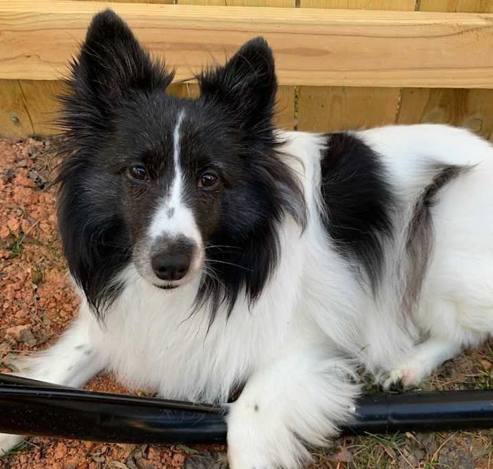 Photo of Whisper