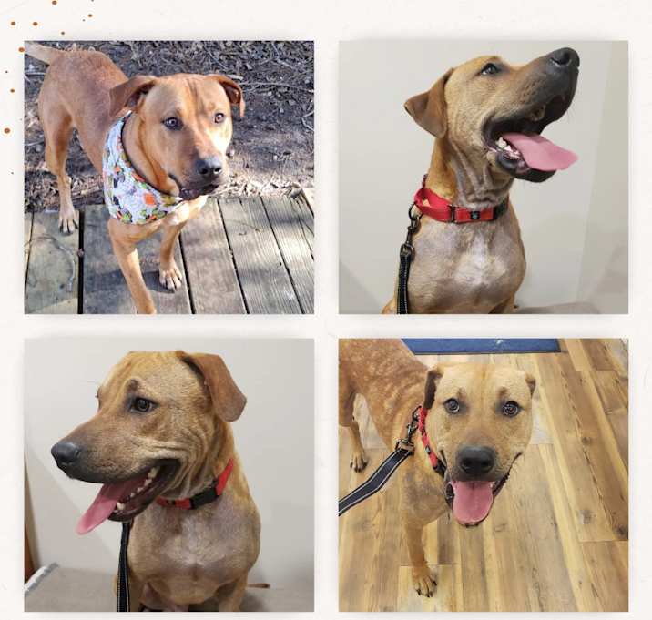 Photo of Duke *WAIVED FEE