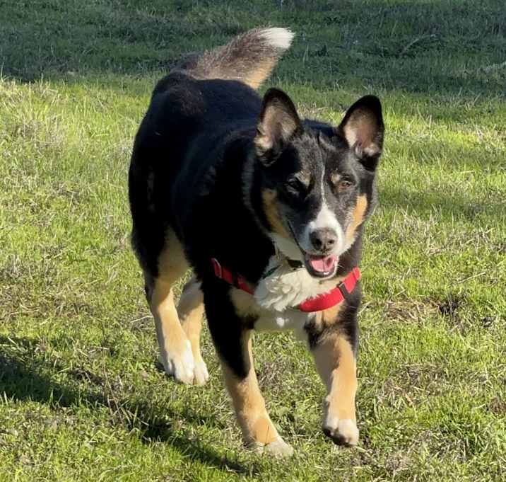 Photo of Kodi