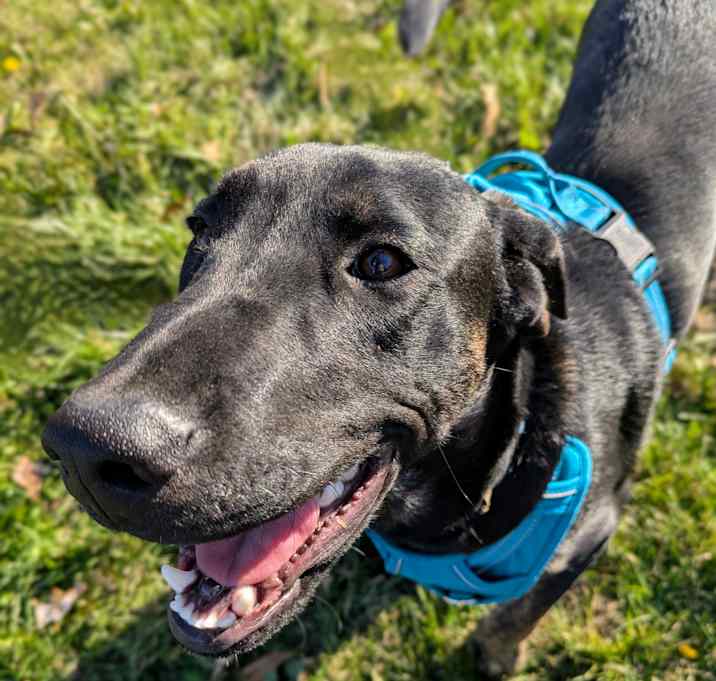 Photo of Barkley