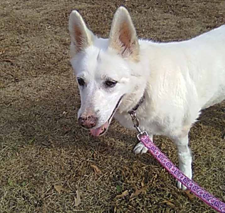 Photo of Sheeba 6400