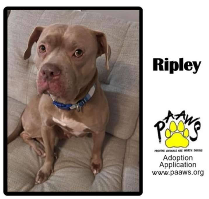 Photo of Ripley