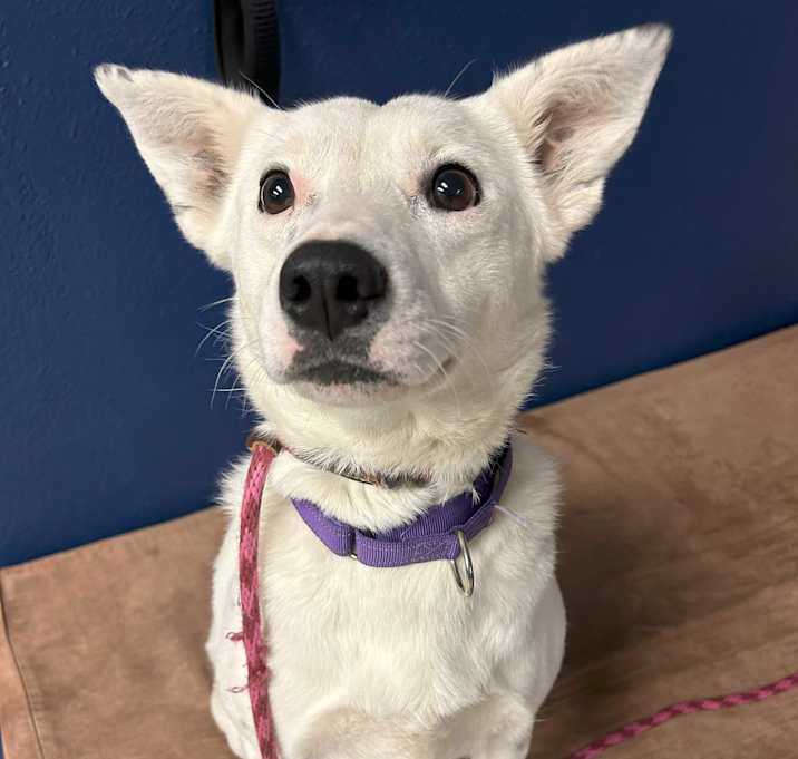Photo of Sweetie