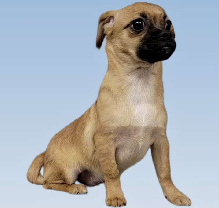 Photo of Beau