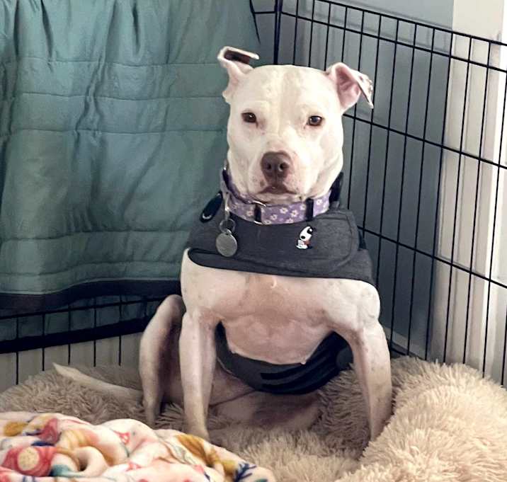 Photo of Sprinkles (Foster Care)