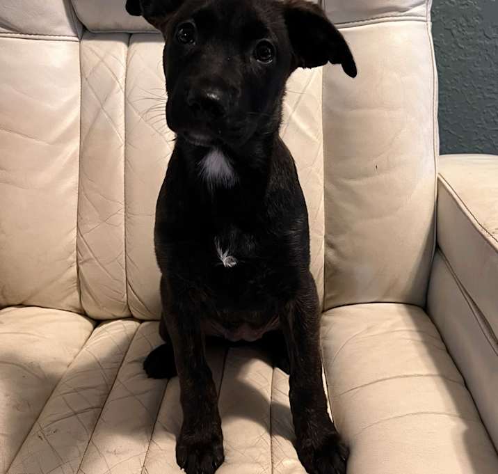 Photo of Tesla