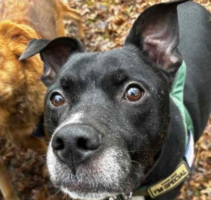 Photo of Trevor Fabulous Family Dog *FEE WAIVED*