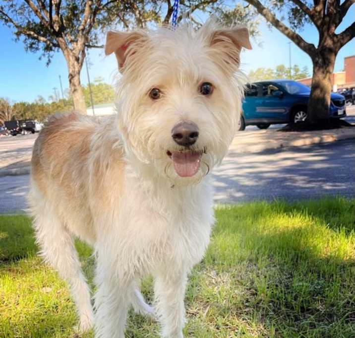 Photo of Rusty